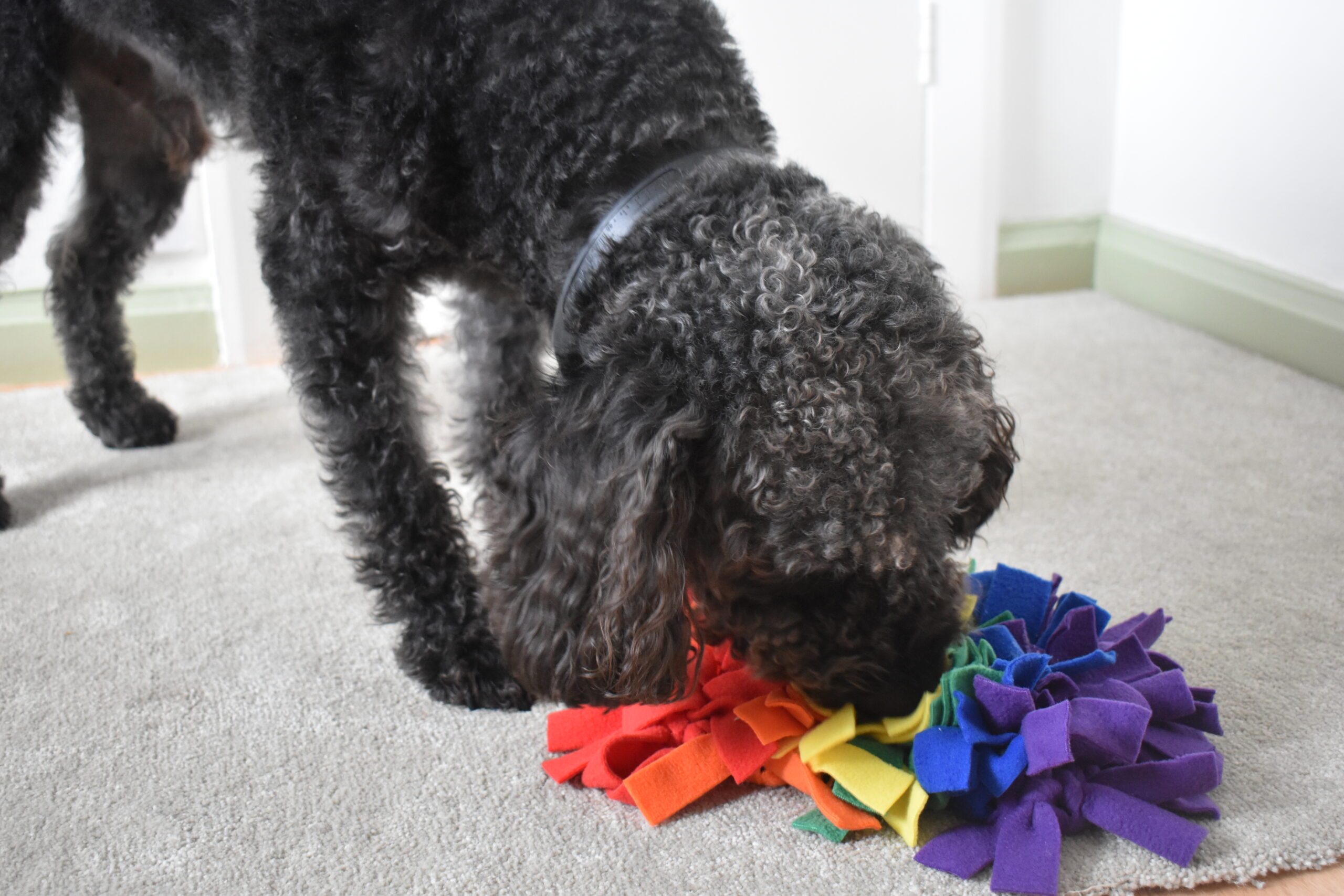 Dog using small snuffle mat